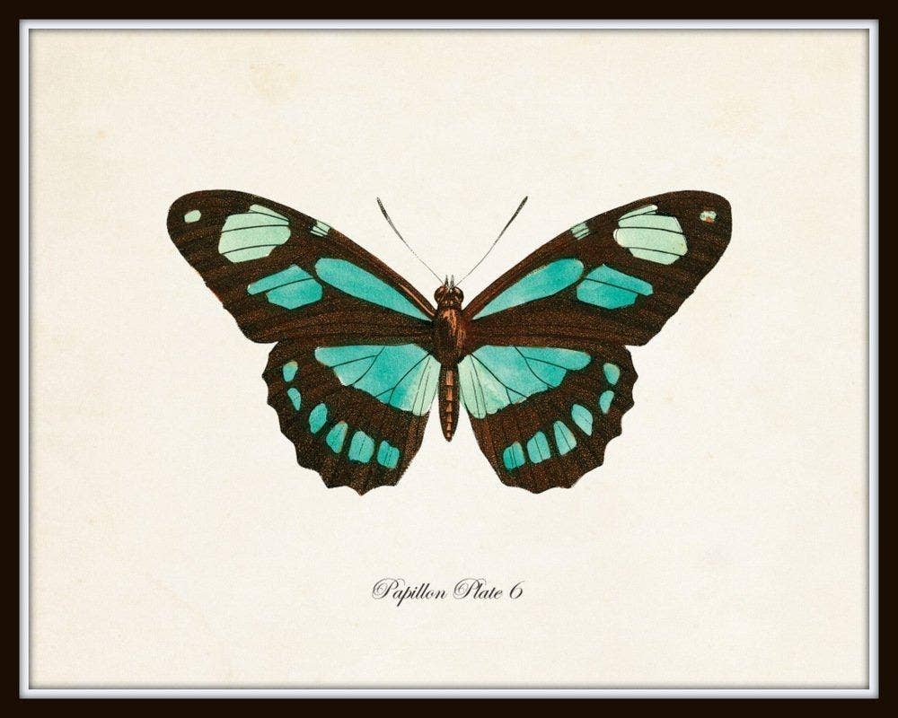 Set of 9 Vintage Butterfly Art Prints