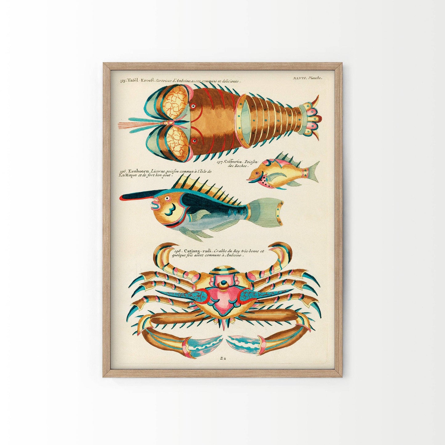 A framed poster featuring various ocean life illustrations, including fish and crustaceans.