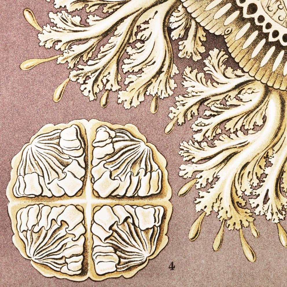 Discomedusae II by Ernst Haeckel