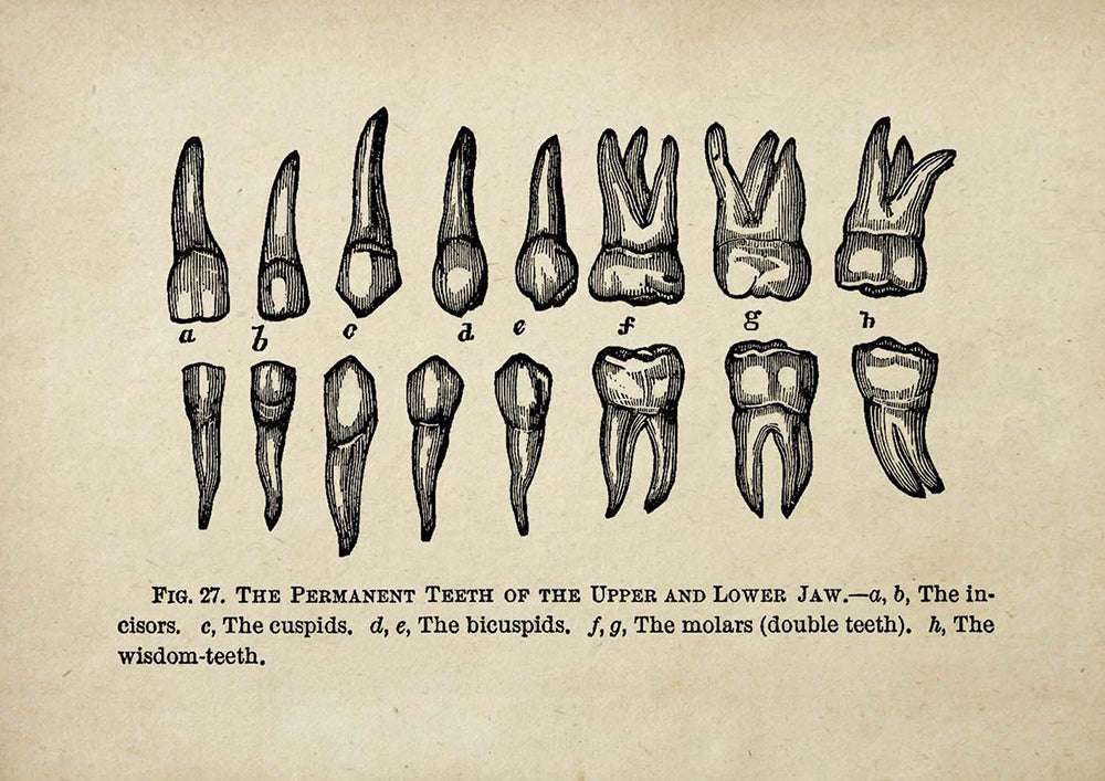 The Dentist Vintage Set of 2 Prints