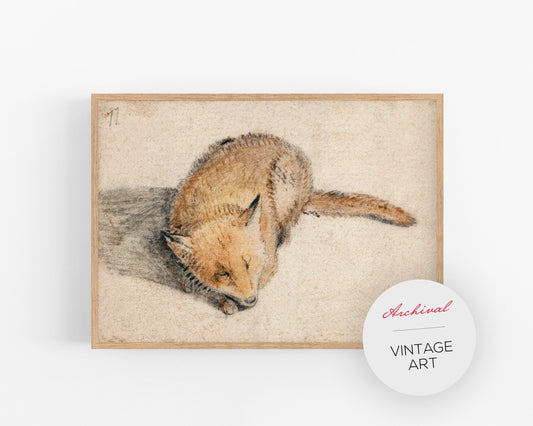 Vintage fox fine art print | Sleeping fox | Animal art | 17th century illustration | Modern vintage décor | Ready to frame & gift