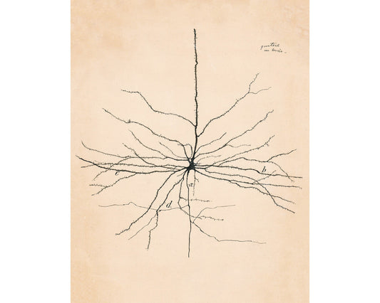Vintage neuron drawing No. 2 | Santiago Ramón y Cajal | Antique anatomical illustration | Neuroscience and Biology art | Abstract wall art
