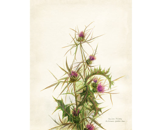 Syrian thistle | Vintage flower art | Natural History wall art | Female artist | Modern vintage decor | Eco-friendly gift
