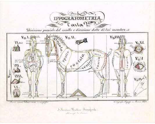 Vintage anatomical illustration | Horse anatomy | Hippographyometry | Antique Italian infographic | Veterinarian and doctor gift