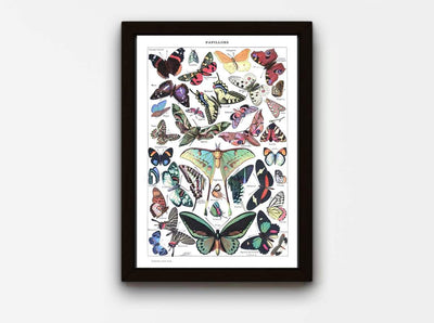 Adolphe Millot - ♥