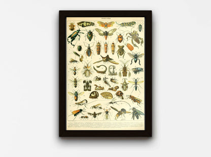 Entemology Chart - Insects B, by Adolphe Millot