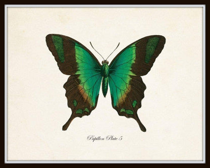 Set of 9 Vintage Butterfly Art Prints