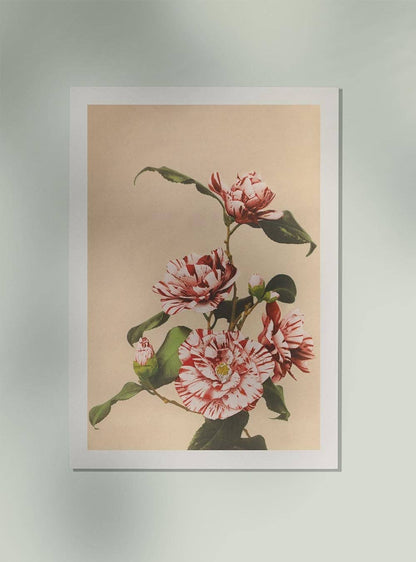 Striped Camellias by Ogawa Kazumasa