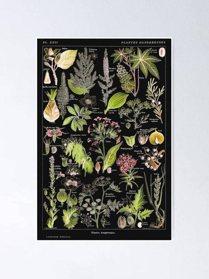 A poster featuring various illustrations of plants with labels indicating their danger level, ranging from mild toxicity to deadly.
