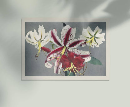 Lily Chart I by Ogawa Kazumasa