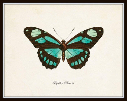 Set of 9 Vintage Butterfly Art Prints