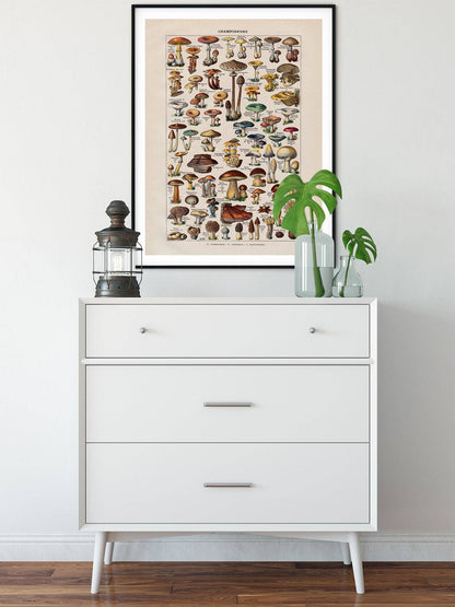Vintage Mushrooms Print II - Botanical Art by Adolphe Millot