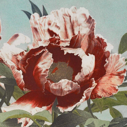 Tree Red Peony by Ogawa Kazumasa