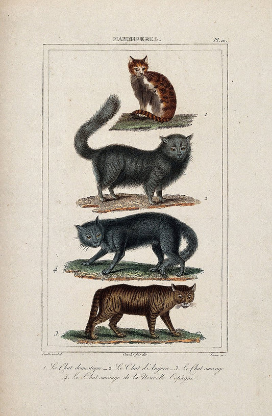 Four different species of cats, including the angora cat and the domestic cat