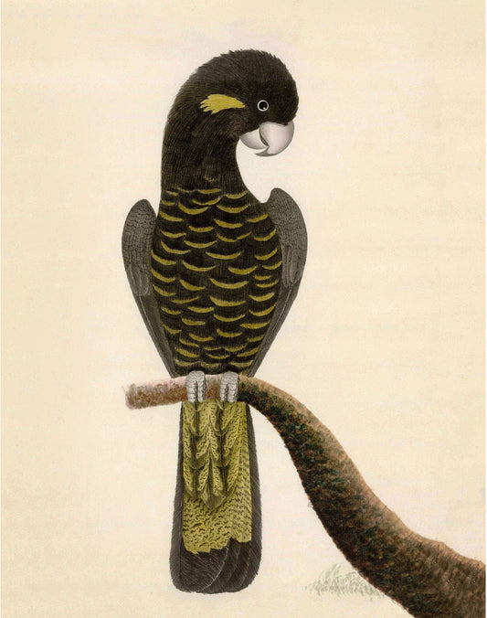 Ancient cockatoo art | 18th century bird illustration | Natural history print | Animal wall decor | Modern vintage décor | Eco-friendly gift (whitespace trimmed)
