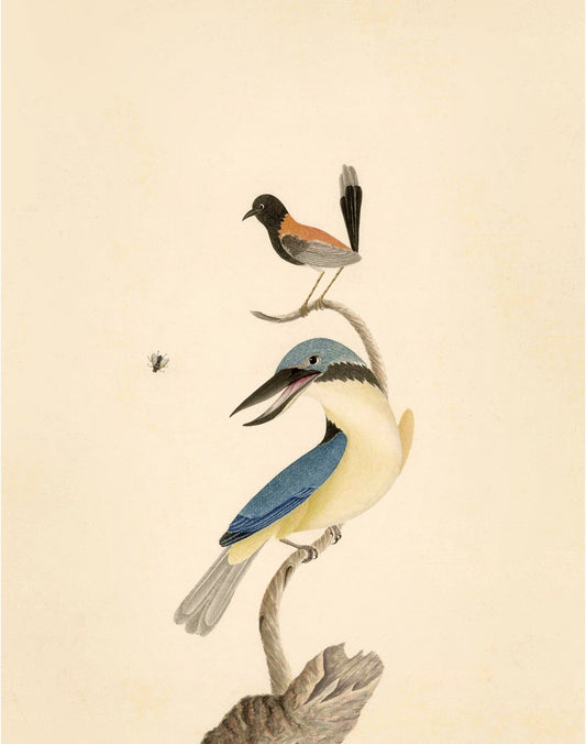 Antique wren, kingfisher and fly art | 18th century birds | Natural history | Animal wall decor | Modern vintage décor | Eco-friendly gift (whitespace trimmed)