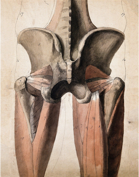 Vintage anatomical illustration | Human anatomy | Antique muscle and bones of pelvis | Medical gift and wall art | Modern Vintage decor (whitespace trimmed)