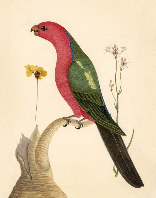 Antique bird and flower art | 18th century bird illustration | Natural history print | Animal décor | Modern vintage | Eco-friendly gift (whitespace trimmed)