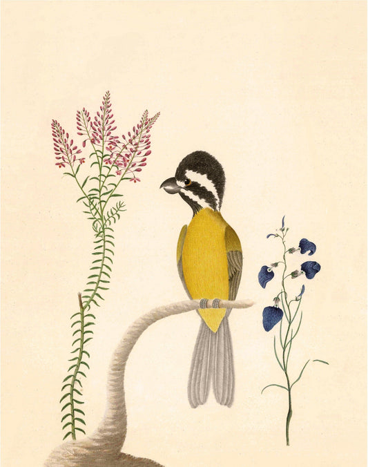 Shriketit and flower art | 18th century bird illustration | Natural history | Animal wall decor | Modern vintage décor | Eco-friendly gift (whitespace trimmed)