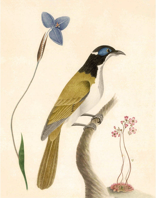 Antique bird and flower art | 18th century bird and plants | Natural history print | Animal décor | Modern vintage | Eco-friendly gift (whitespace trimmed)