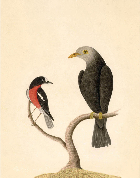 Robin and blackbird art | 18th century bird illustration | Natural history | Animal wall decor | Modern vintage décor | Eco-friendly gift (whitespace trimmed)
