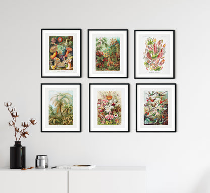 Ernst Haeckel Biology &amp; Botany - Set of 6 Art Prints