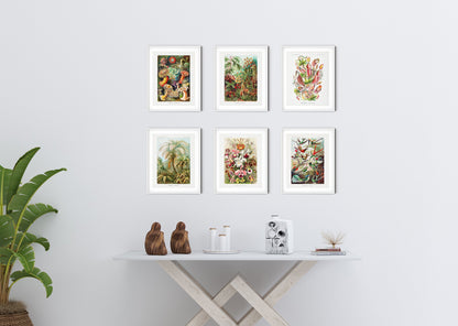 Ernst Haeckel Biology &amp; Botany - Set of 6 Art Prints
