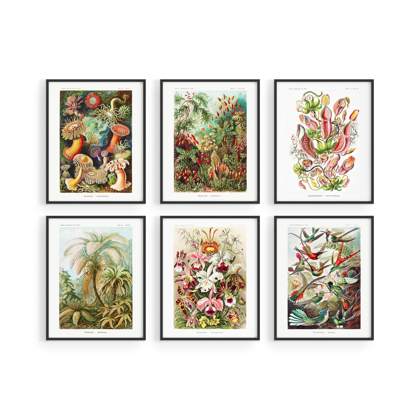 Ernst Haeckel Biology & Botany - Set of 6 Art Prints