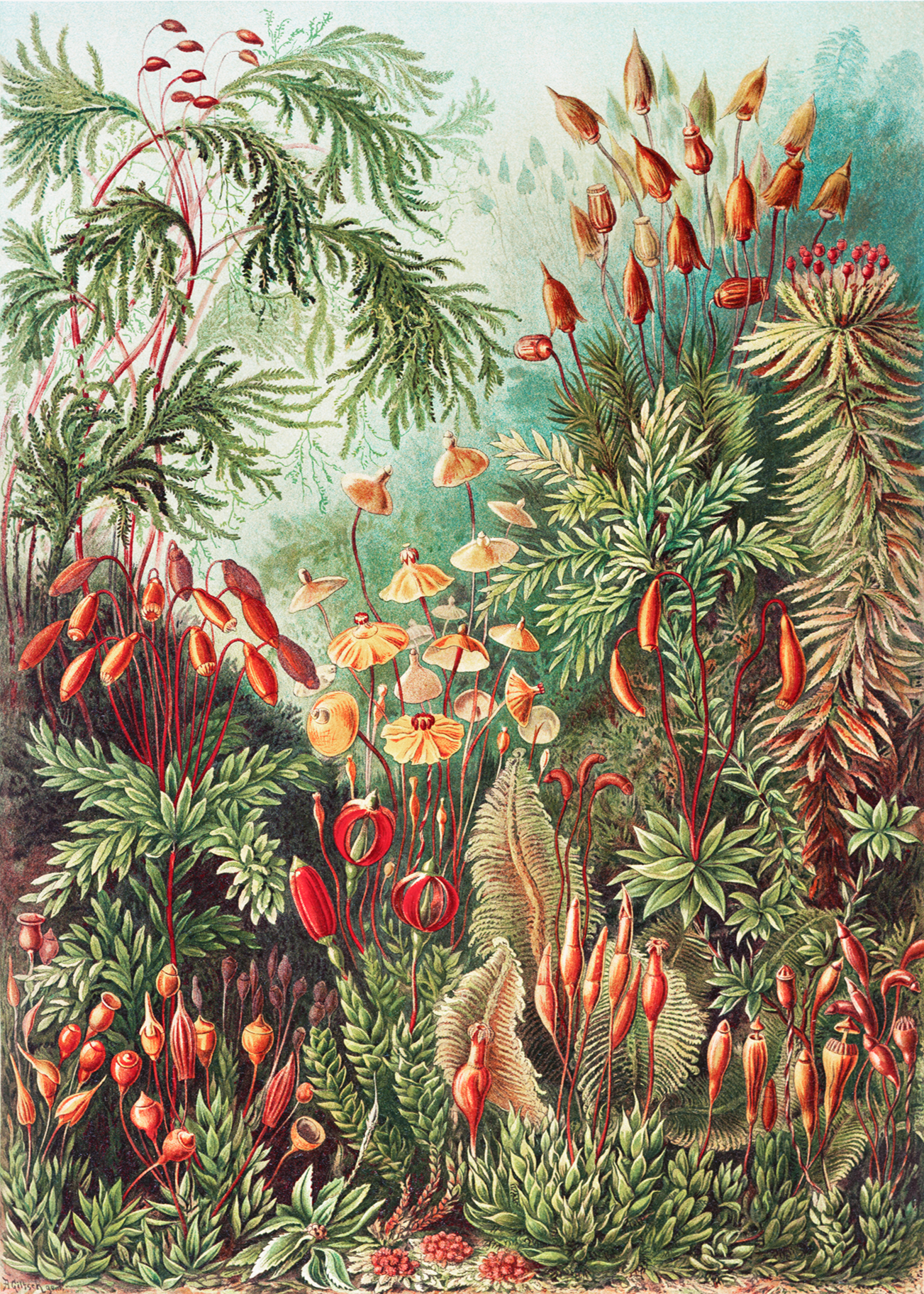 Mushrooms in the Forest I (Muscinae–Laubmoose) by Ernst Haeckel