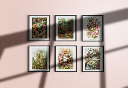 Ernst Haeckel Biology &amp; Botany - Set of 6 Art Prints