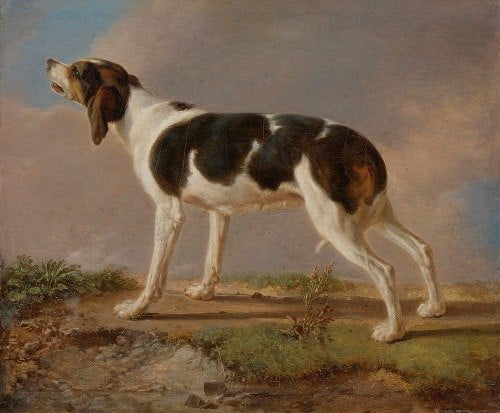 A Hunting Dog