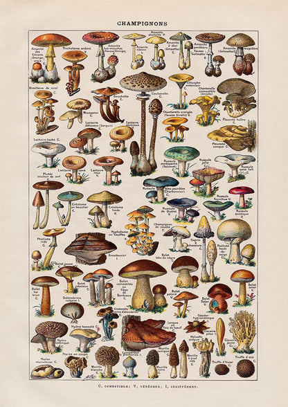 Mushrooms Set of 2 Art Prints