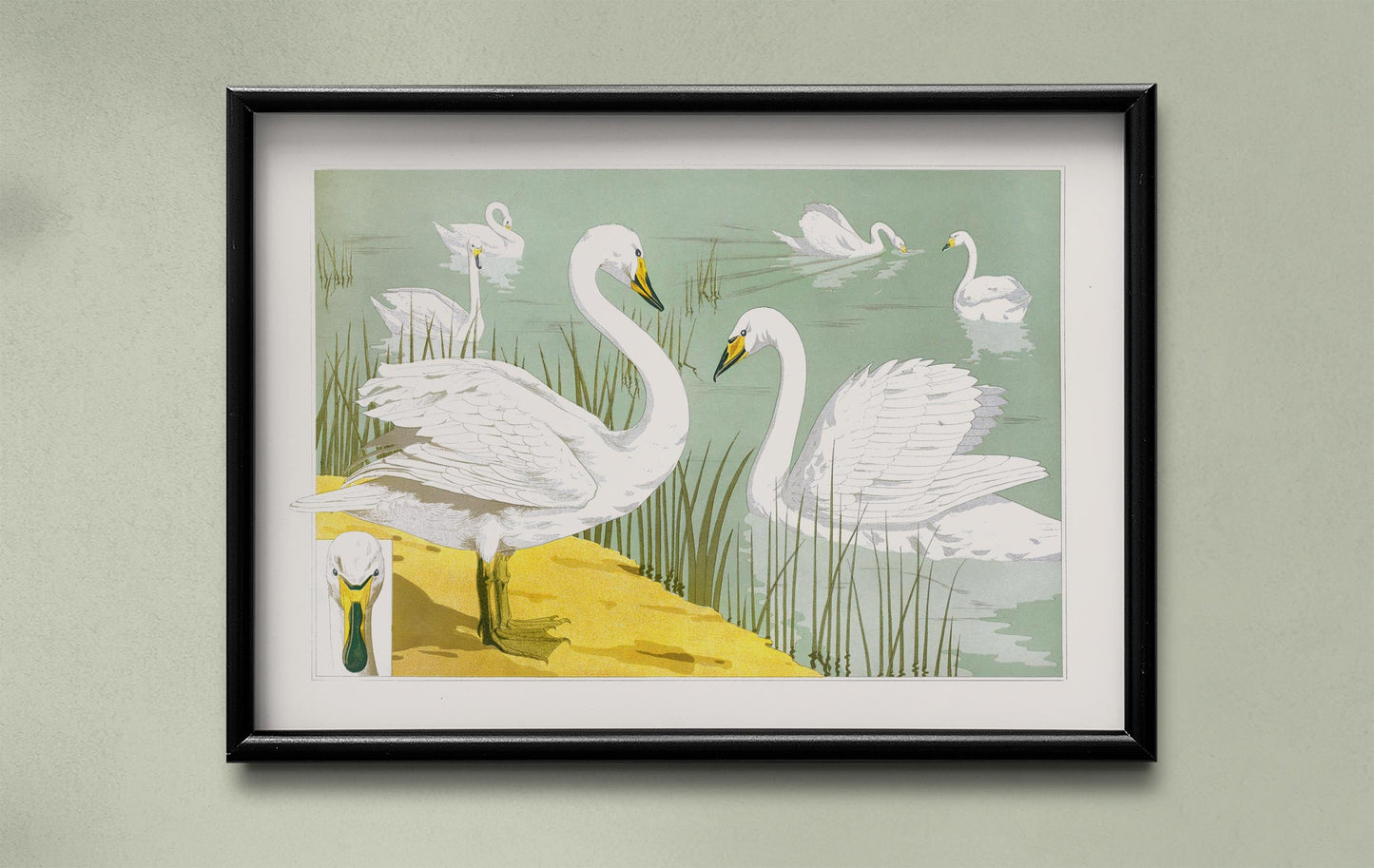 Swans in the Lake Poster