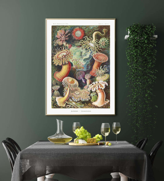 Ernst Haeckel Wall Art - Actinia Anemones by Ernst Haeckel Poster with borders