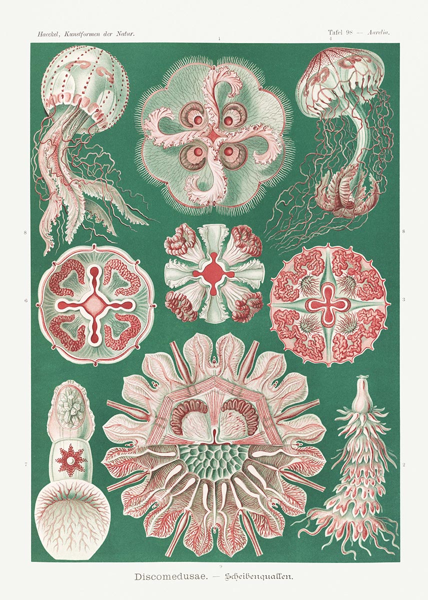 Discomedusae III Green and Pink, by Ernst Haeckel