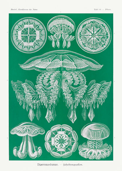 Discomedusae II - Green Jellyfish, by Ernst Haeckel
