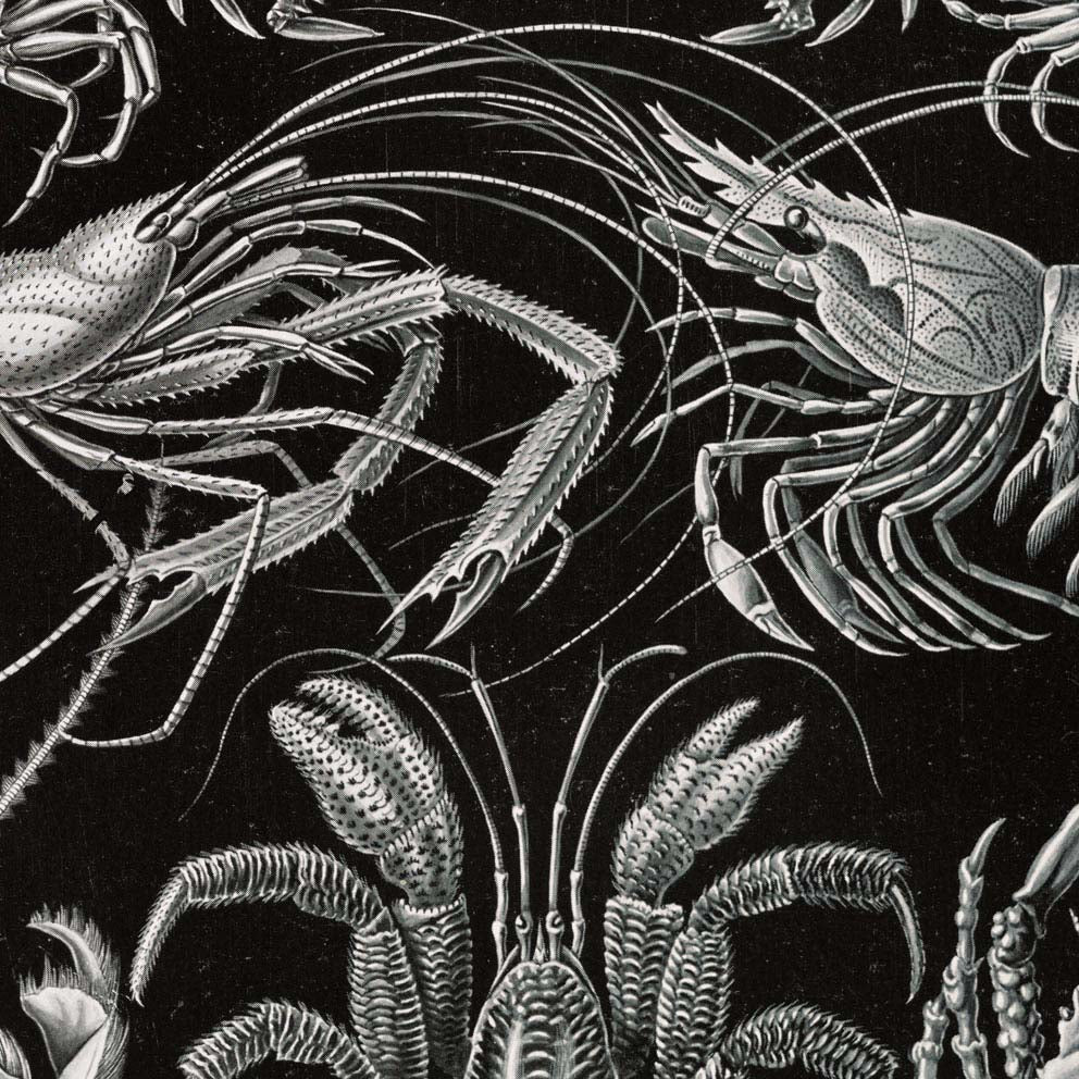 Decapoda by Ernst Haeckel