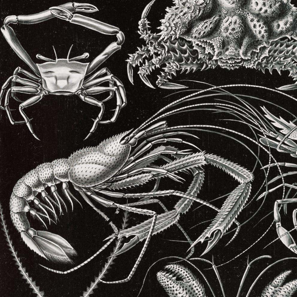 Decapoda by Ernst Haeckel