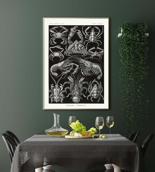 Ernst Haeckel Wall Art - Decapoda by Ernst Haeckel Poster