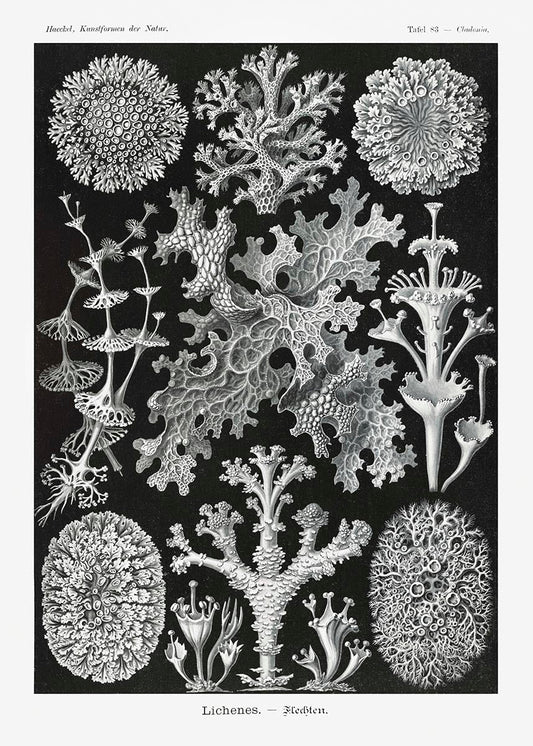 Lichenes by Ernst Haeckel