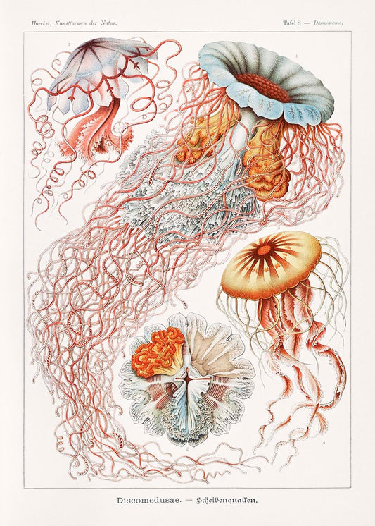 Discomedusae III by Ernst Haeckel