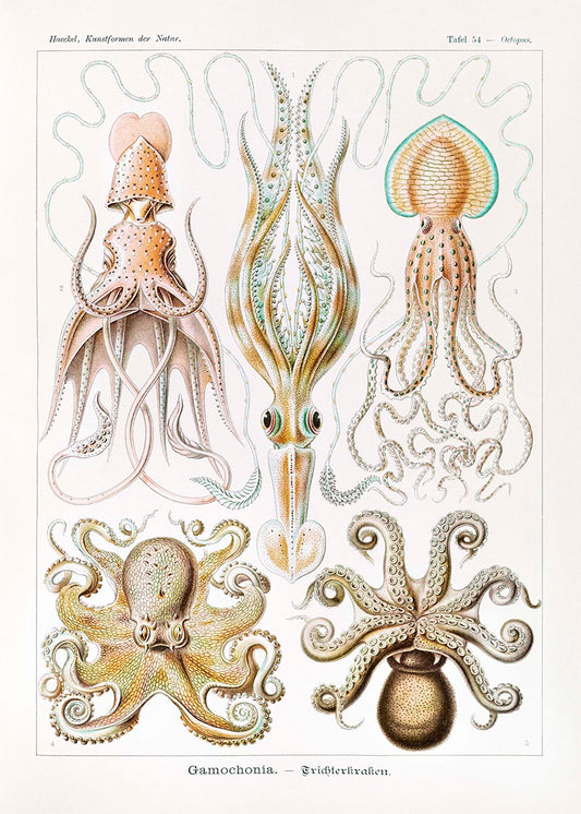 Gamochonia II by Ernst Haeckel