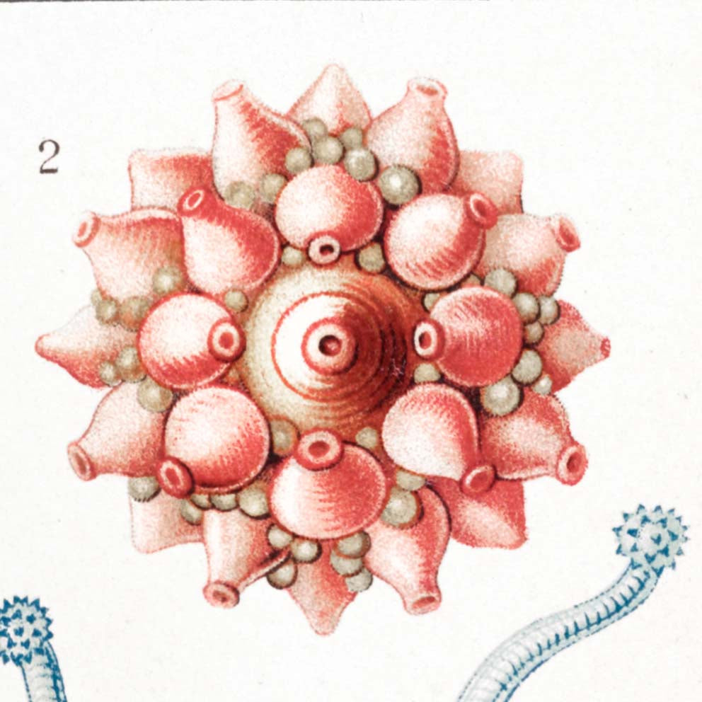 Siphonophorae V by Ernst Haeckel