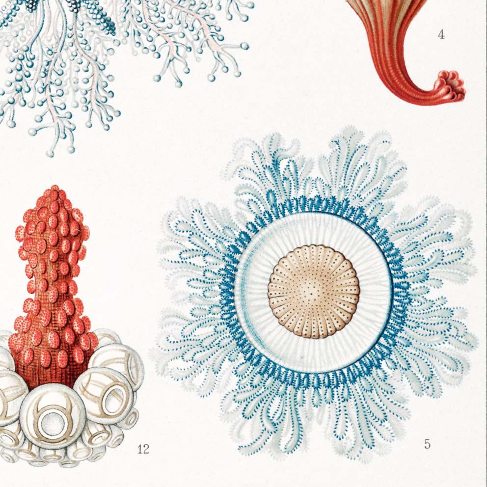 Siphonophorae V by Ernst Haeckel