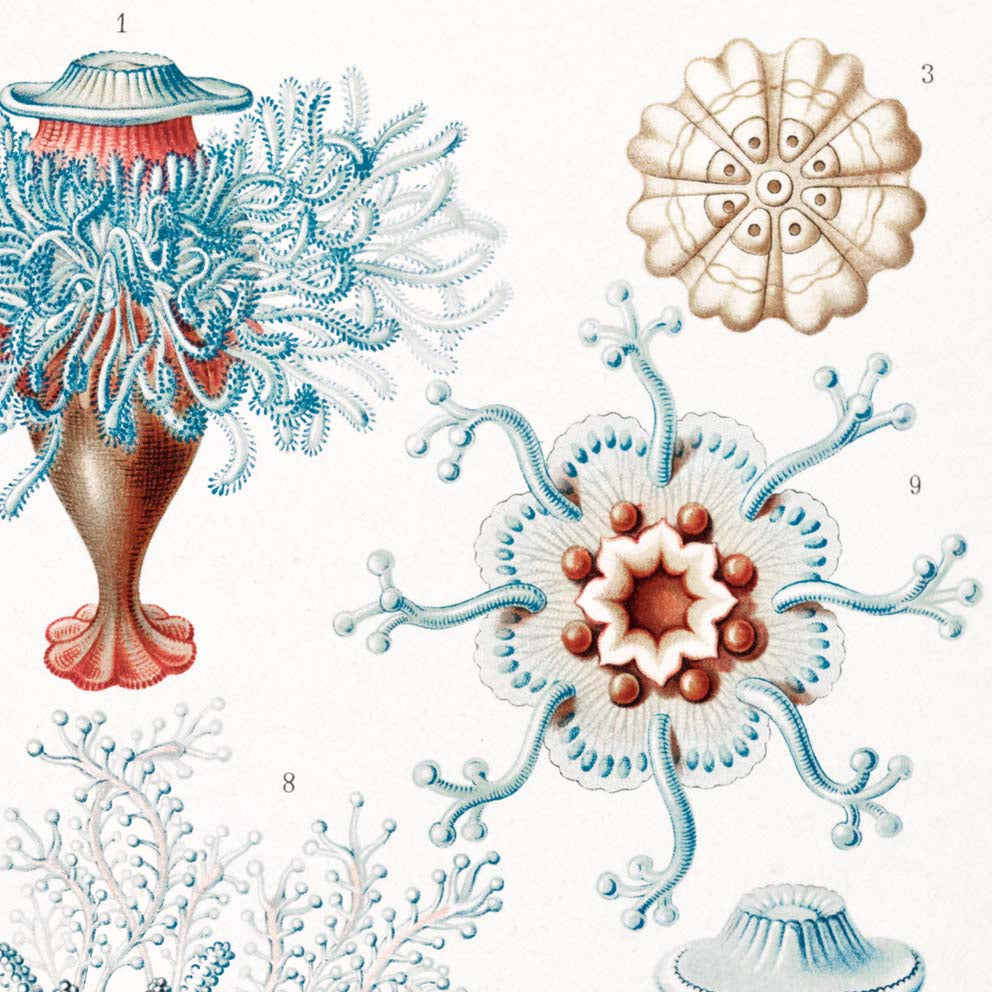 Siphonophorae V by Ernst Haeckel