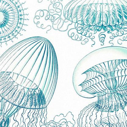 Leptomedusae by Ernst Haeckel