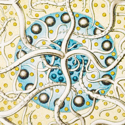 Polycyttaria by Ernst Haeckel