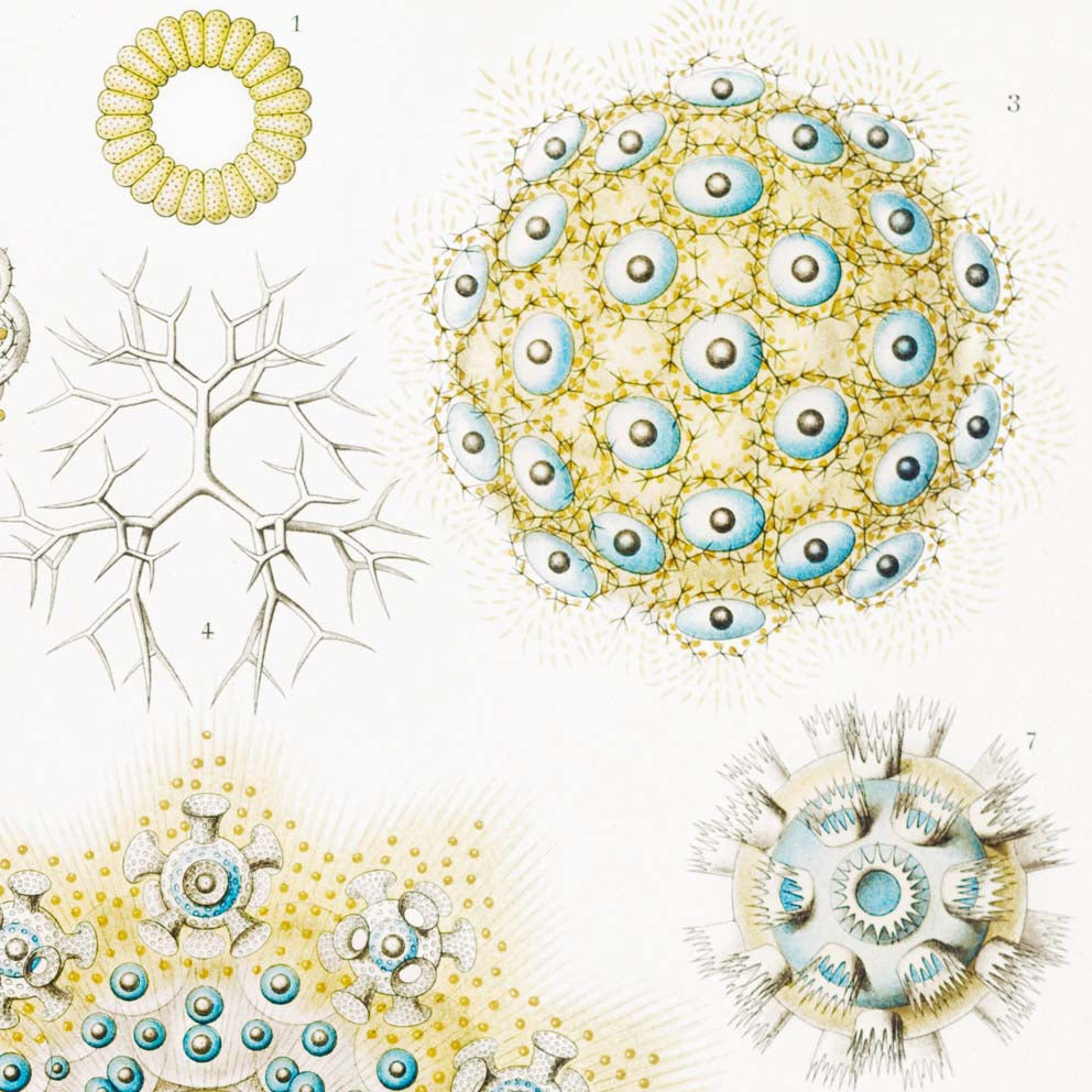 Polycyttaria by Ernst Haeckel