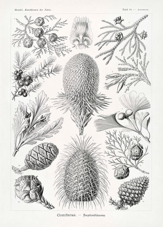 Coniferae–Bapfenbäume by Ernst Haeckel