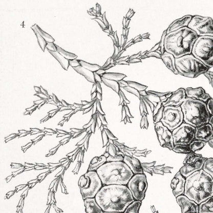 Coniferae–Bapfenbäume by Ernst Haeckel